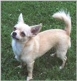 Sweetie Chihuahua (3) (jpg) (taken 5-19-01)