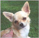 Sweetie Chihuahua (4) (jpg) (taken 5-19-01)