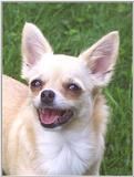 My Chihuahua (jpg) Taken 5-2-01