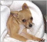 Chihuahua (jpg) (Waking up) (8/20)