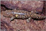 Eastern Tiger Salamander (Ambystoma tigrinum tigrinum) #1