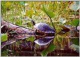 turtle01.jpg - Okefenokee Swamp