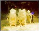 Penguins - St. Louis Zoo