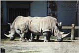 Rare 2-headed rhinocerous?