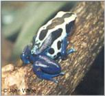 Blue Frog #2