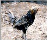 unknown fowl 1 - Polish Chicken