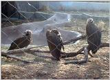 Toledo Zoo - Eurasian Black Vultures