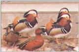 Waterfowl: Mandarin Drakes and Cinnamon Teal