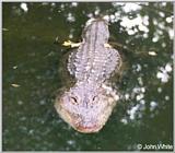 Re: REQ: Images of Crocodiles/Alligators