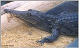 Re: REQ: Images of Crocodiles/Alligators