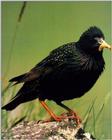 European Starling, Sturnus vulgaris