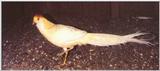 Golden Pheasant (white)