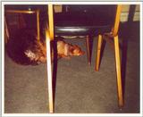 My dogs under the table (not feet)
