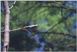 (2/3) downy or hairy woodpecker