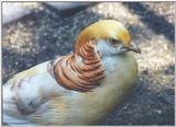 Golden Pheasant (Yellow)