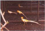 Golden Pheasant (Yellow-pied)