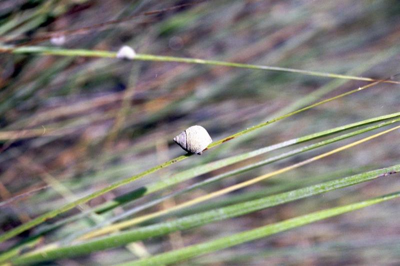 Periwinkle in Spartina Grass - Hunting Island, SC - 111_11.jpg; DISPLAY FULL IMAGE.