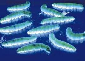 Genetically Engineered Fluorescent Silkworms; Image ONLY