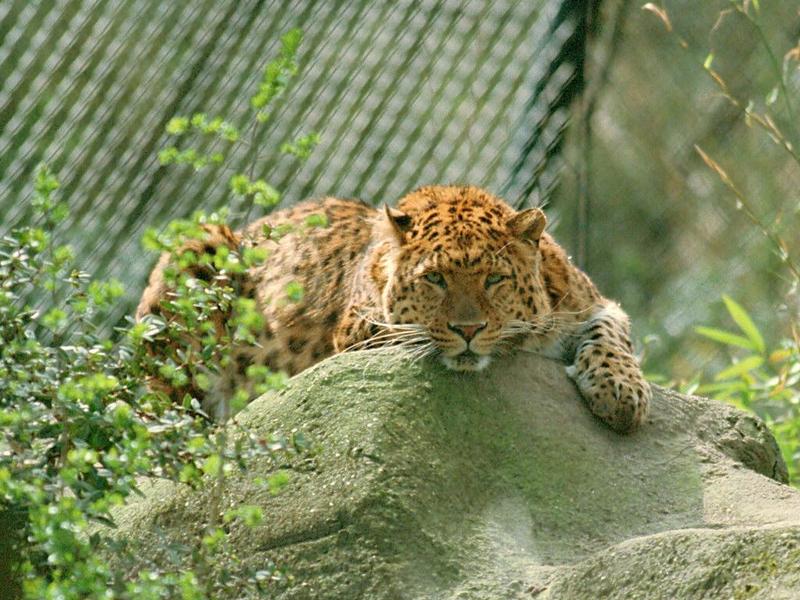 A purrfect place to see and be seen - Leopard in Hagenbeck Zoo - Look atthose eyes!; DISPLAY FULL IMAGE.