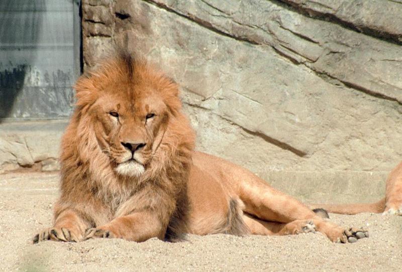 I still have 1999 pictures - Hagenbeck Zoo once more - King of beasts looking regal; DISPLAY FULL IMAGE.