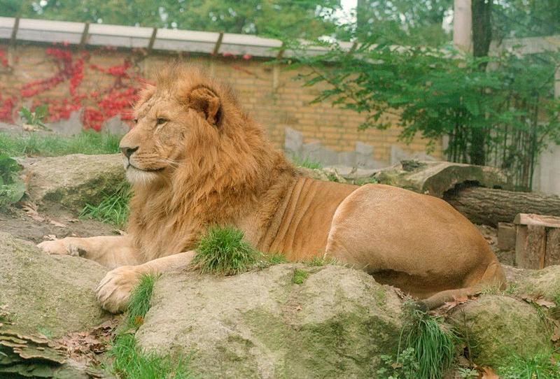 A bit of testing: Monopod and bad weather :-) Lion in Schwerin Zoo; DISPLAY FULL IMAGE.
