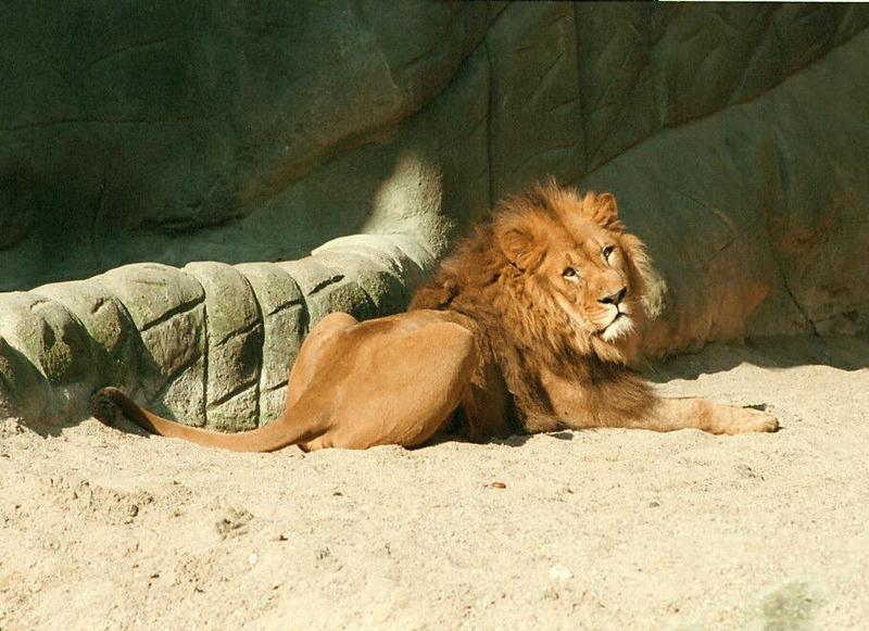 Rescan/repost with scanner cleaned - Lion in Hagenbeck Zoo; DISPLAY FULL IMAGE.