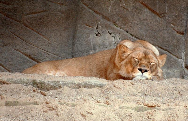 Y2K Hagenbeck Zoo - The Sleeping (Lioness) Beauty - mediocre shot (see details); DISPLAY FULL IMAGE.
