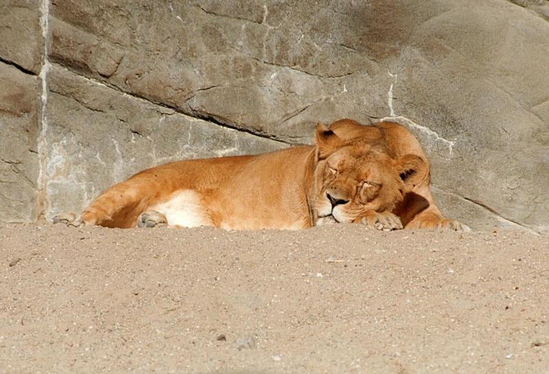Hagenbeck Zoo, last sunday - a subject I never posted before - sleeping lioness :-); DISPLAY FULL IMAGE.