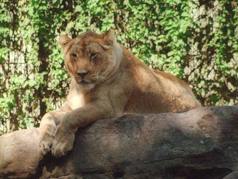 Same cat, different angle - Heodelberg Zoo lioness again; DISPLAY FULL IMAGE.