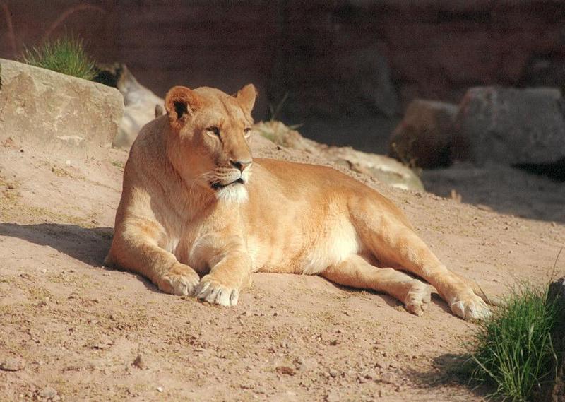 Another one for the saturation fanciers - Lioness resting in Hannover Zoo; DISPLAY FULL IMAGE.