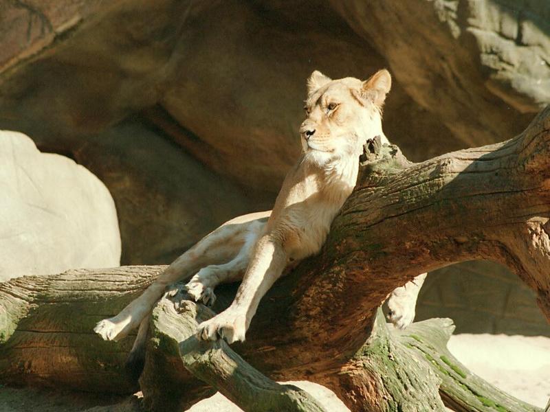 And another repost - Hagenbeck Zoo lioness enjoying the sun; DISPLAY FULL IMAGE.