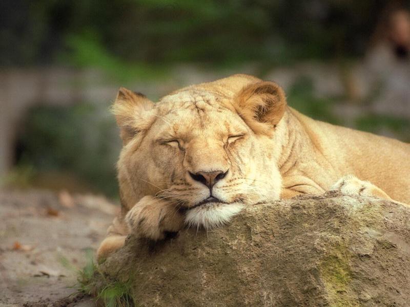 Nothing but sweetness in the scanner today - sleepy lioness in Schwerin Zoo; DISPLAY FULL IMAGE.