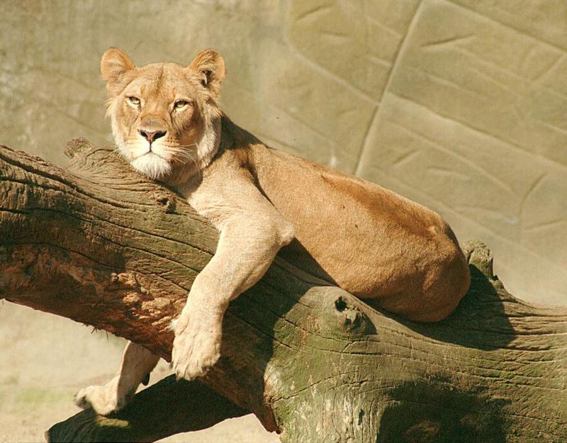Why in hell did I forget to scan this? Lioness in Hagenbeck Zoo; DISPLAY FULL IMAGE.