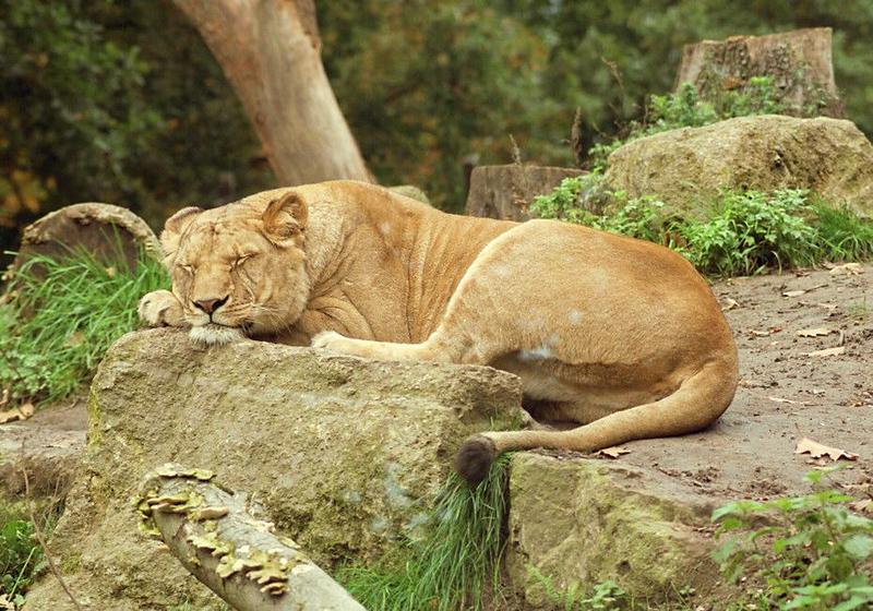 Another one of my favorite subject - Sleepy cats - Lioness in SchwerinZoo; DISPLAY FULL IMAGE.