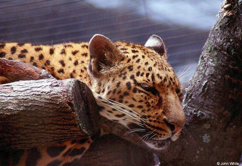 Sleeping Leopard; DISPLAY FULL IMAGE.