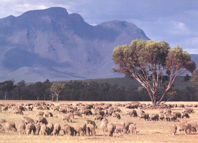 Re: Request:::::::: Turkeys and sheep Australian Marino Cross; DISPLAY FULL IMAGE.