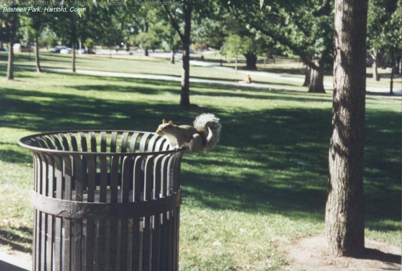 Hartford's Bushnell Park: BP-Squirrel.jpg; DISPLAY FULL IMAGE.
