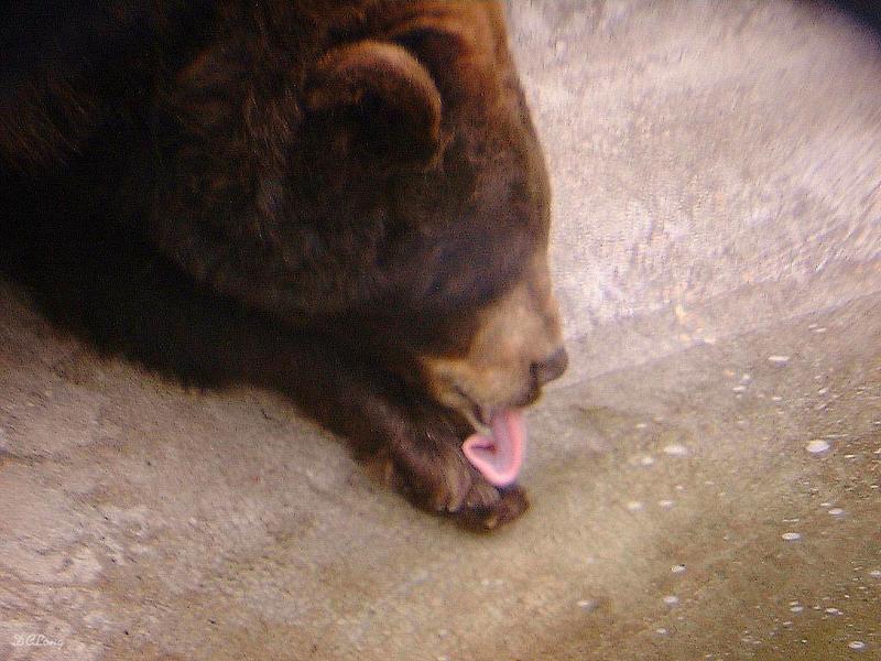 bears; DISPLAY FULL IMAGE.