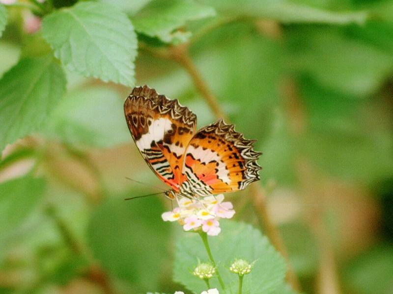 ...and another butterfly - same beast, different flower; DISPLAY FULL IMAGE.