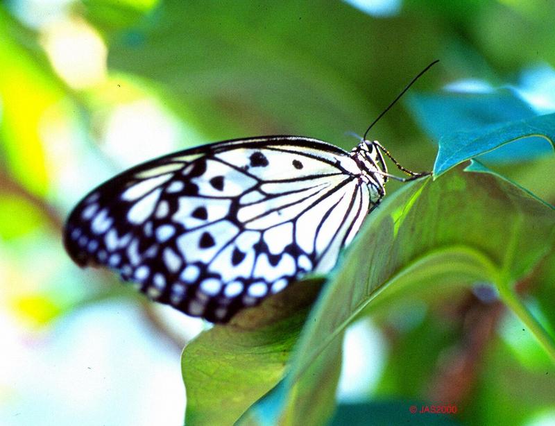 Please identify this butterfly - Butterfly5.jpg (1/2); DISPLAY FULL IMAGE.