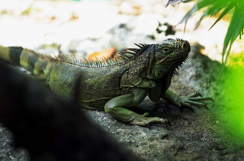 iguana (pretty sure); DISPLAY FULL IMAGE.