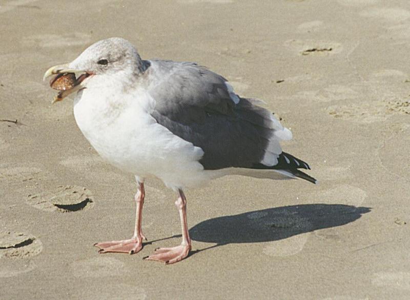 Can't get much sleep tonight - one more animal picture from my California trip - Seagull at Coronado Beach; DISPLAY FULL IMAGE.