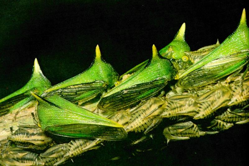 Camouflage J01 - Horned Cicada's caterpillars; DISPLAY FULL IMAGE.