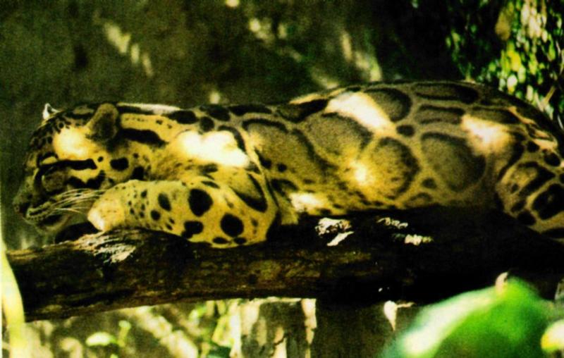 Camouflage J02 - Ocelot under shadow on branch - Neofelis nebulosa - mainland clouded leopard; DISPLAY FULL IMAGE.