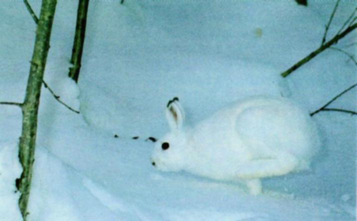 Camouflage_J04-Snow Rabbit-white_fur_on_snow (Arctic Hare)