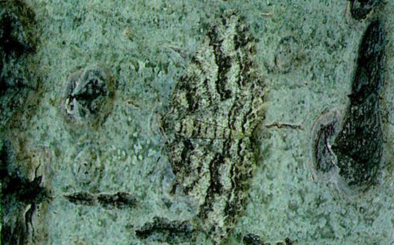 Camouflage J05 - Gray Tree Moth - on tree bark; DISPLAY FULL IMAGE.