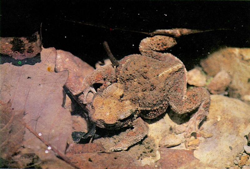 Camouflage J08-Common Toad-under Autumn leaves (두꺼비); DISPLAY FULL IMAGE.