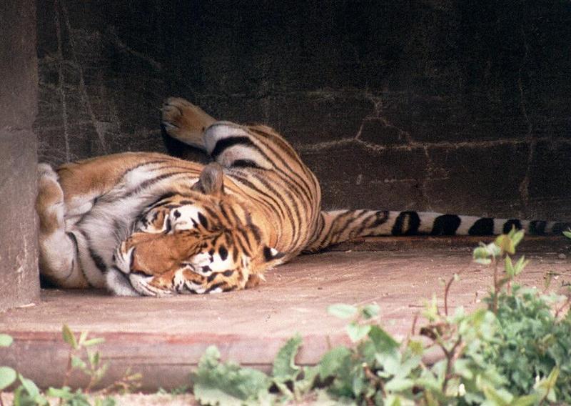 Hagenbeck Zoo - Mom Tiger was there, too - one of the rare shots of her; DISPLAY FULL IMAGE.