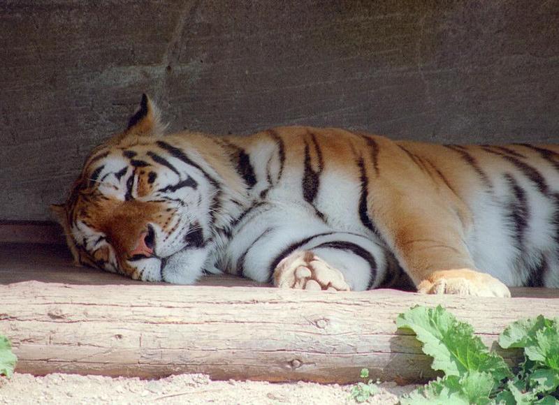 My favorite sobject again: Napping tigers - Daddy Tiger of Hagenbeck Zoo...; DISPLAY FULL IMAGE.