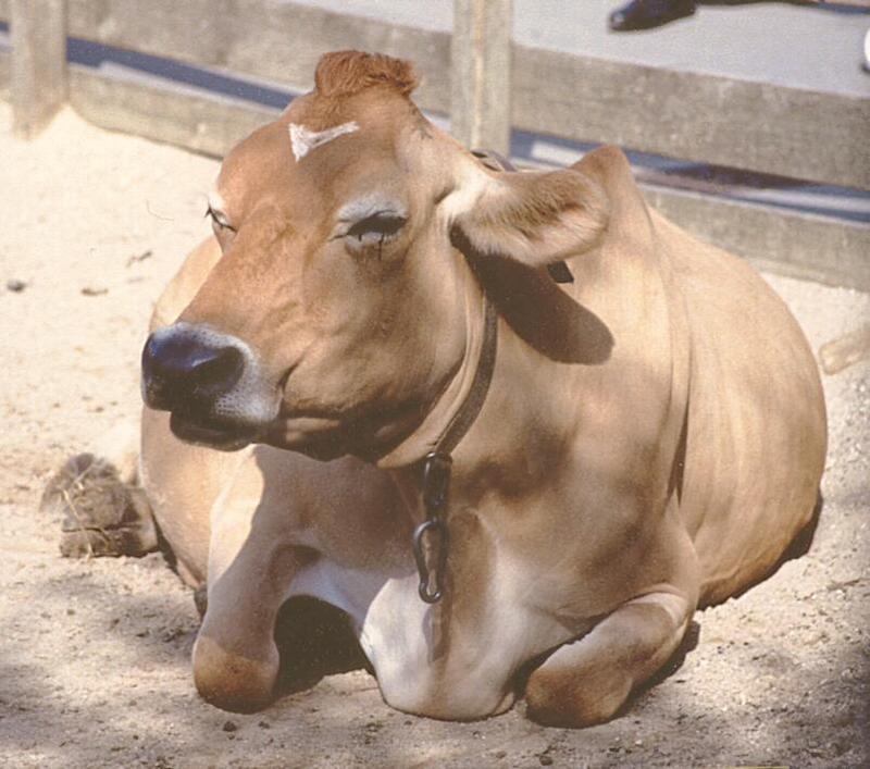 Looking through some old animal photos - Someone wanted cows; DISPLAY FULL IMAGE.